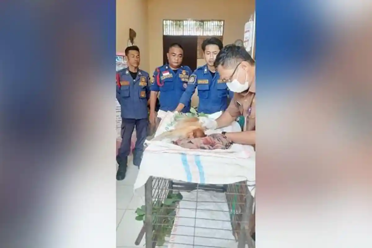 Bekantan Lemah dan Terluka Setelah Dirawat di Klinik Keswan Diserahkan ke BKSDA Kalsel