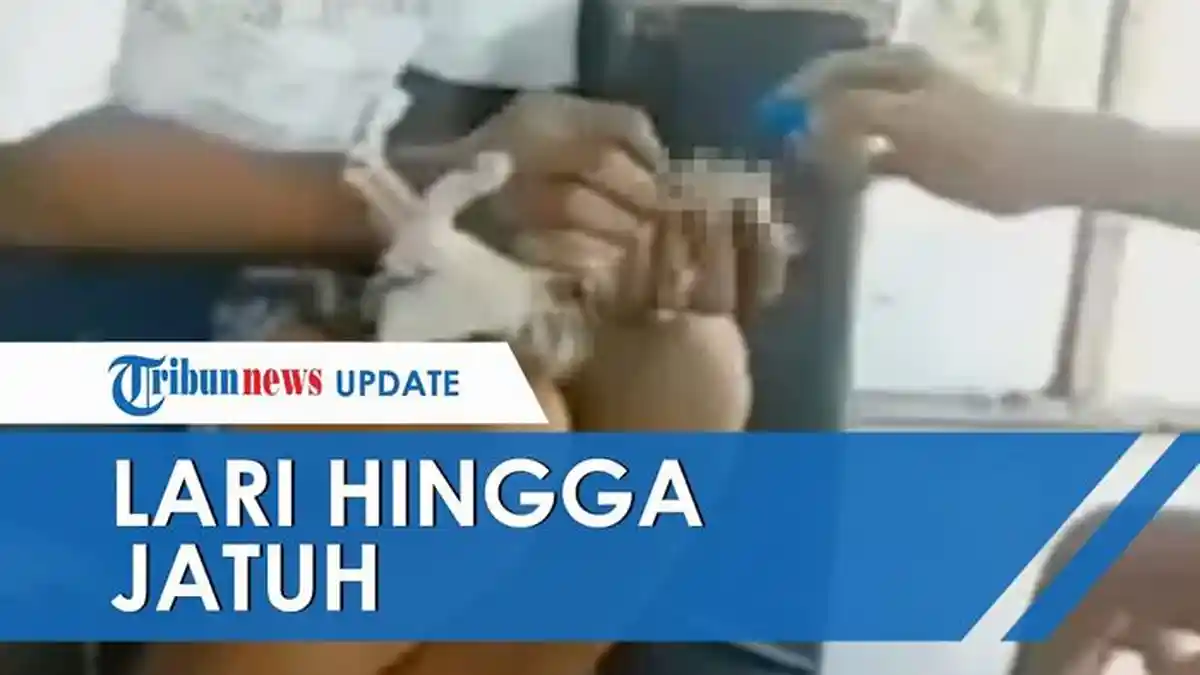 Viral Video Sejumlah Kucing Jalan Sempoyongan, Dicekoki Miras oleh Sejumlah Pemuda