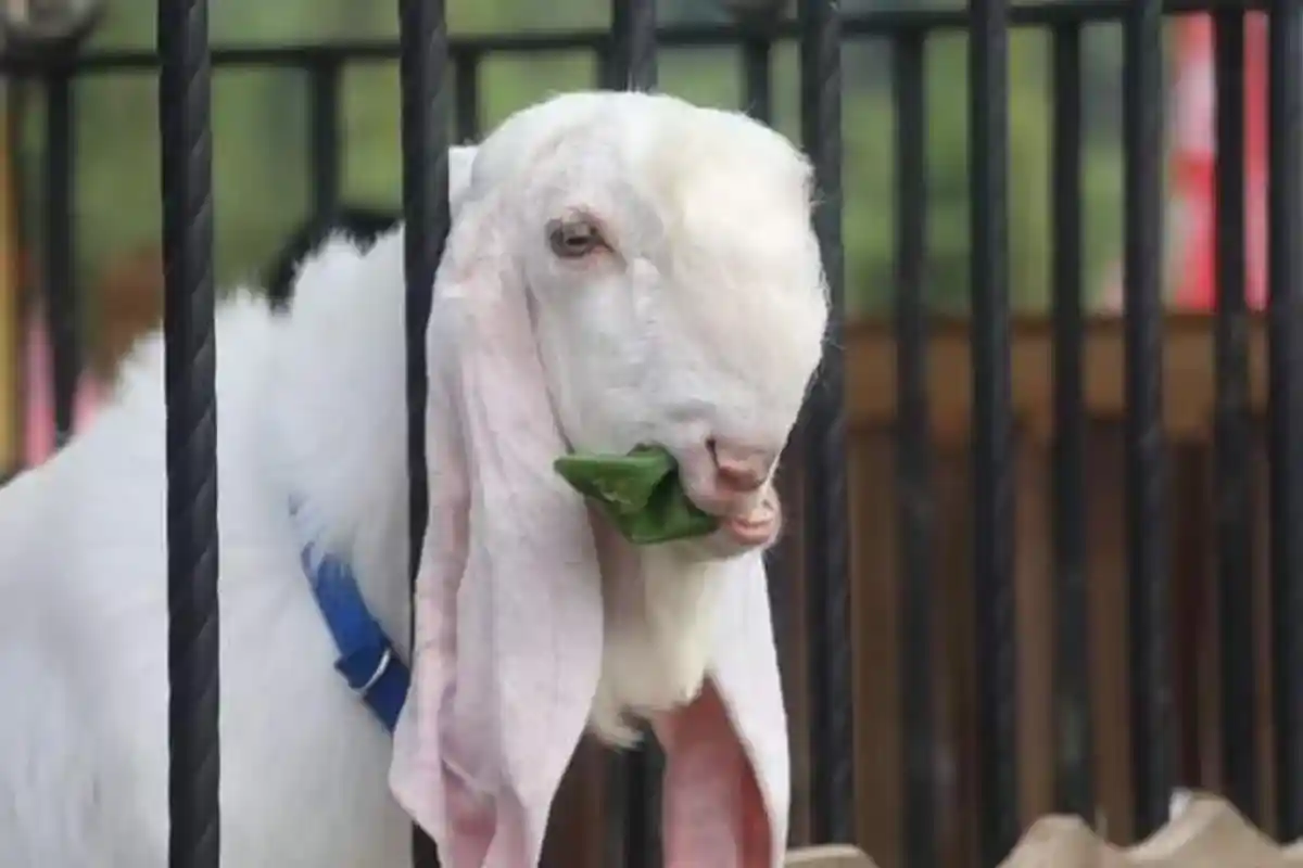 Bupati Lumajang Yakin Kambing Etawa Ras Senduro Bakal Semakin Meroket