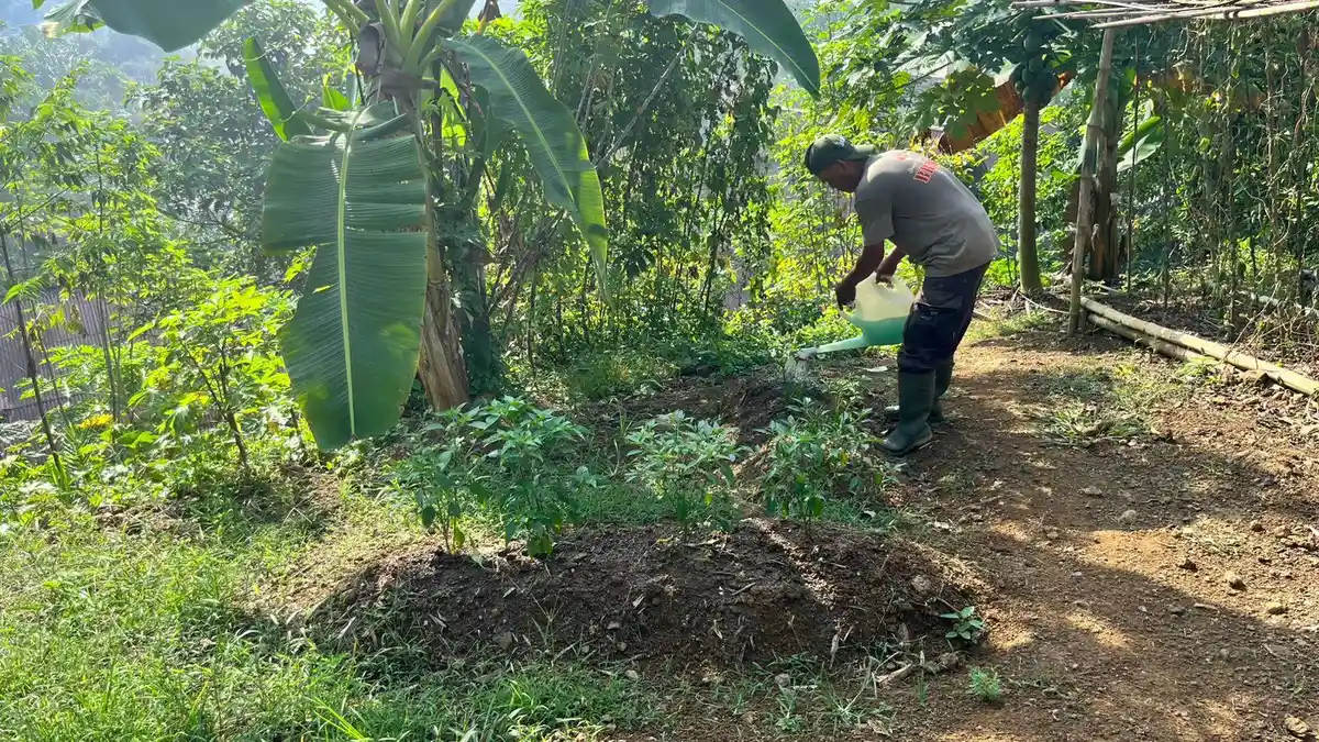 Dukung Program Ketahanan Pangan, Satbrimob Polda Kalbar Manfaatkan Lahan Tidur  di Lingkungan Mako
