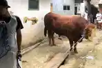 sapi-bantuan-Presiden-Prabowo-yang-disembelih-di-Masjid-Muhammad-Nur-Batu.jpg