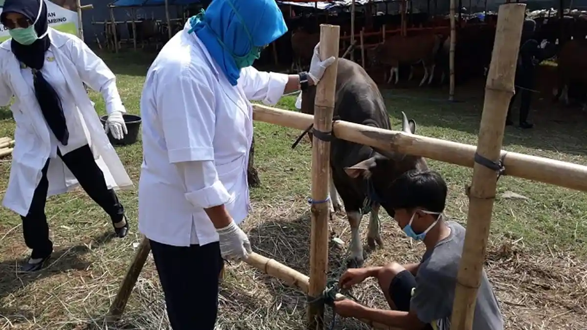 Tips Memilih Hewan Kurban Idul Adha, Pastikan Kondisi Hewan dalam Keadaan Sehat