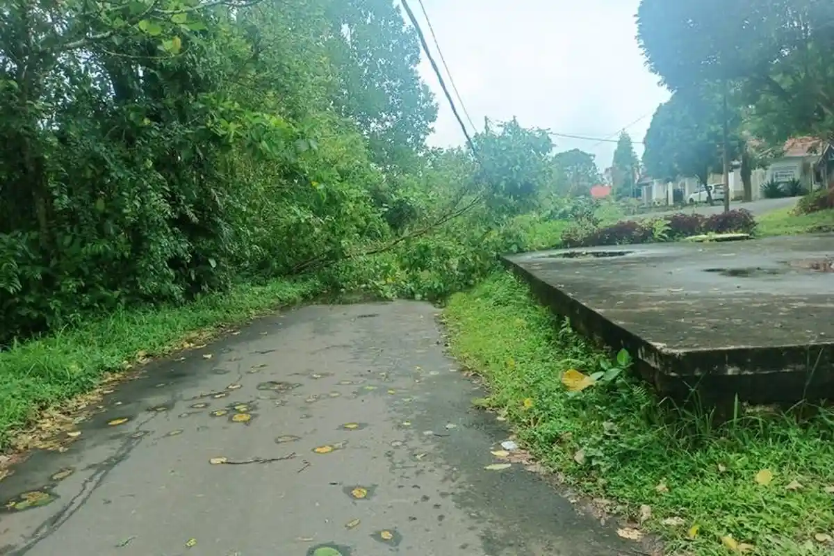 Pohon Tumbang di Depan Kantor Dinas Pertanian Tomohon Sulawei Utara