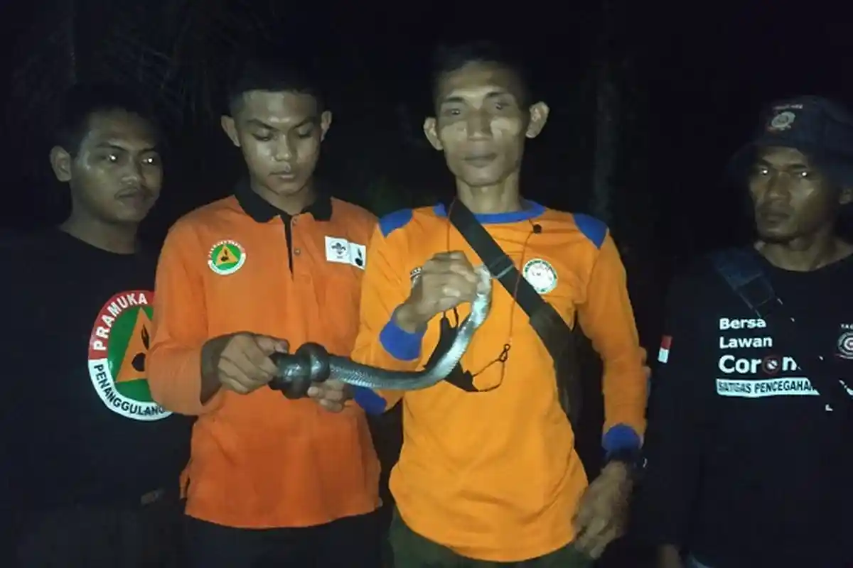 Ular Kobra Teror Warga Pesawahan Banyumas, Tagana Lakukan Perburuan