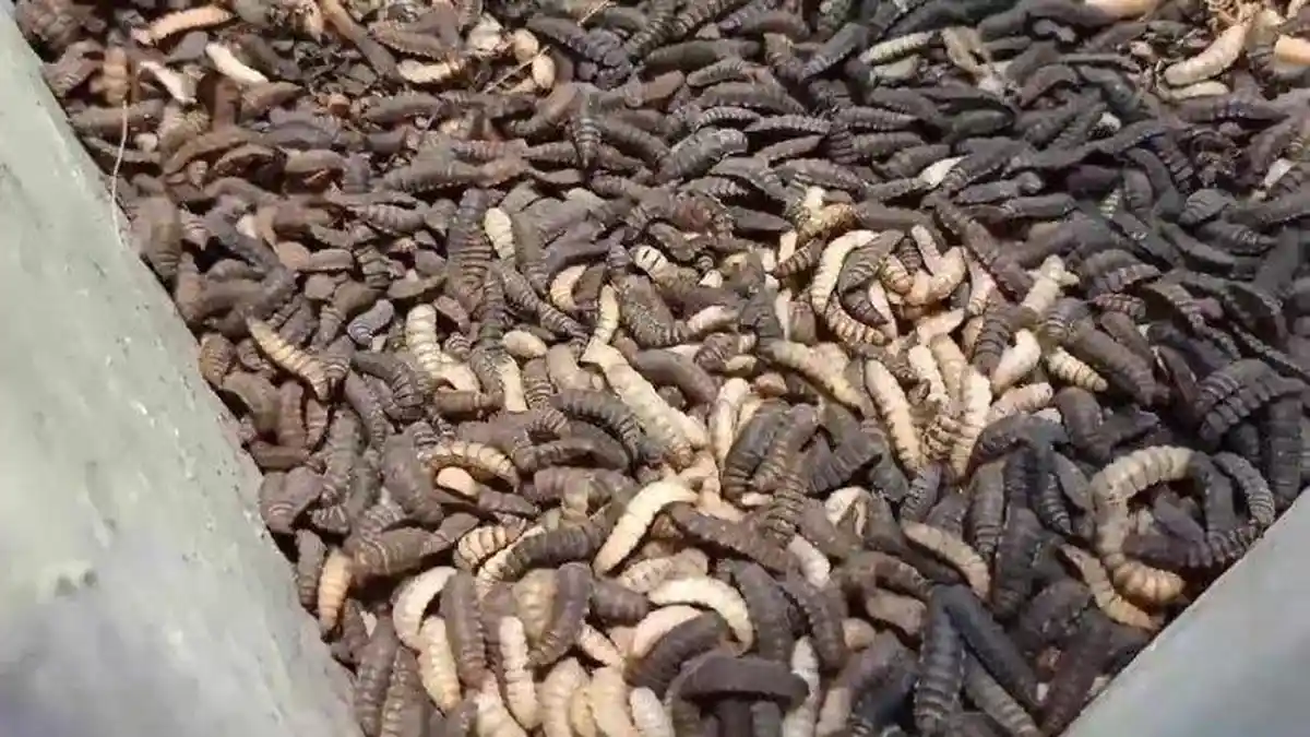 Maggot itu Apa ? Ada Peluang Bisnis Ternak Maggot Nih ! Ketahui Apa itu Maggot 'Sang Tentara Hitam'