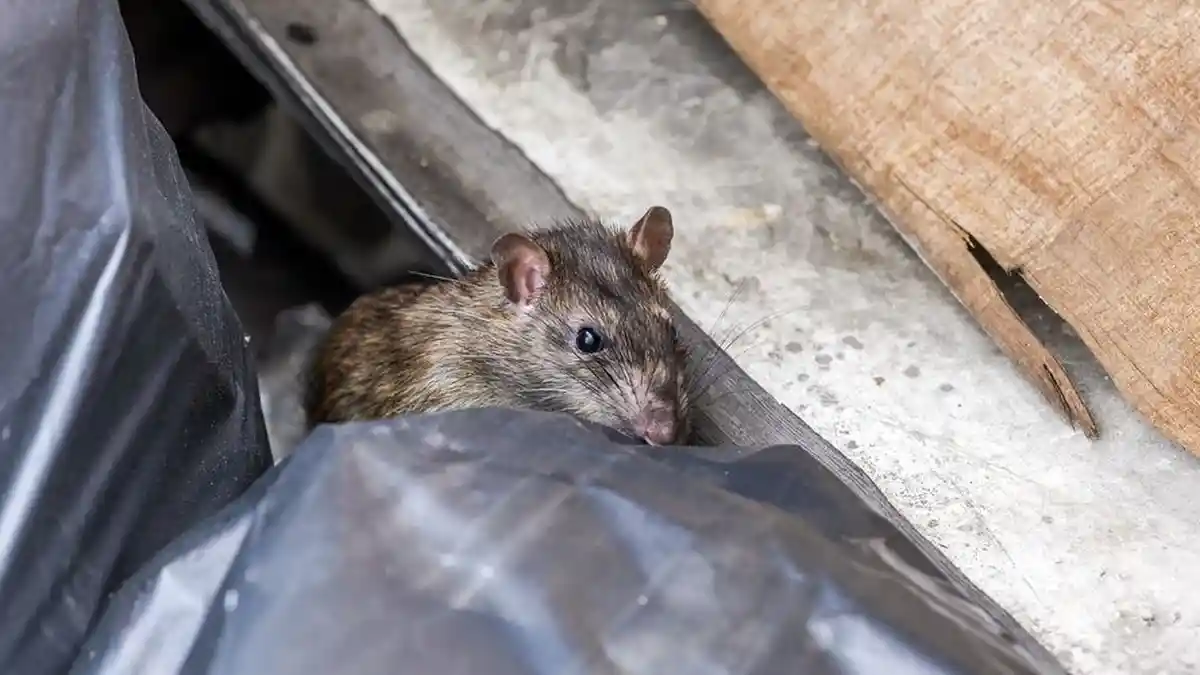 Menular Lewat Kencing Tikus saat Musim Hujan, Apa Itu Penyakit Leptospirosis?