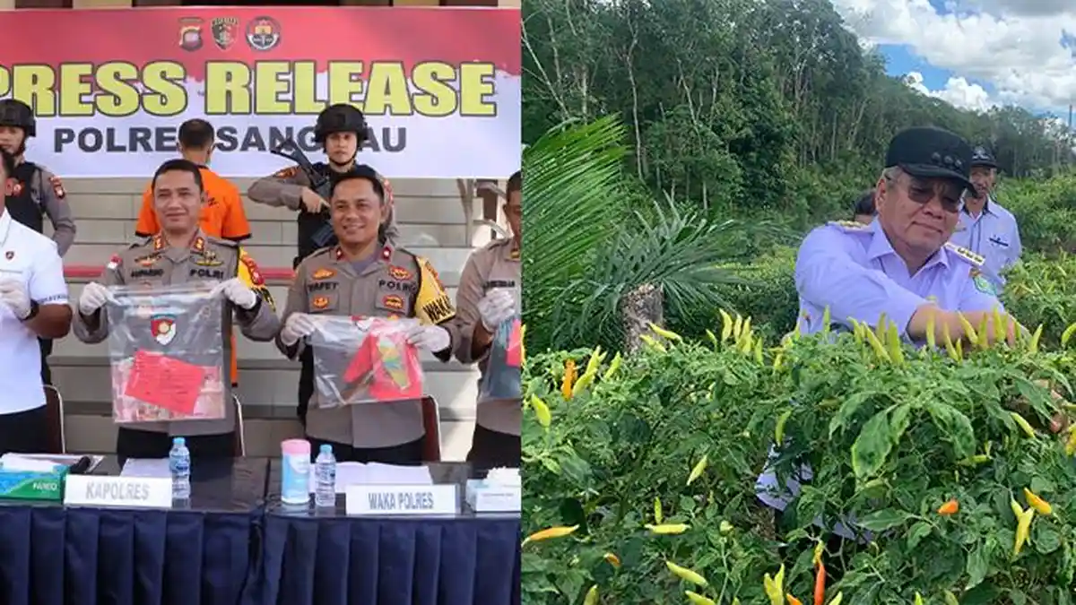 Kalbar Populer Hari Ini: Harisson Panen Cabai di Sanggau, Terungkap Motif Pembunuhan di Kembayan