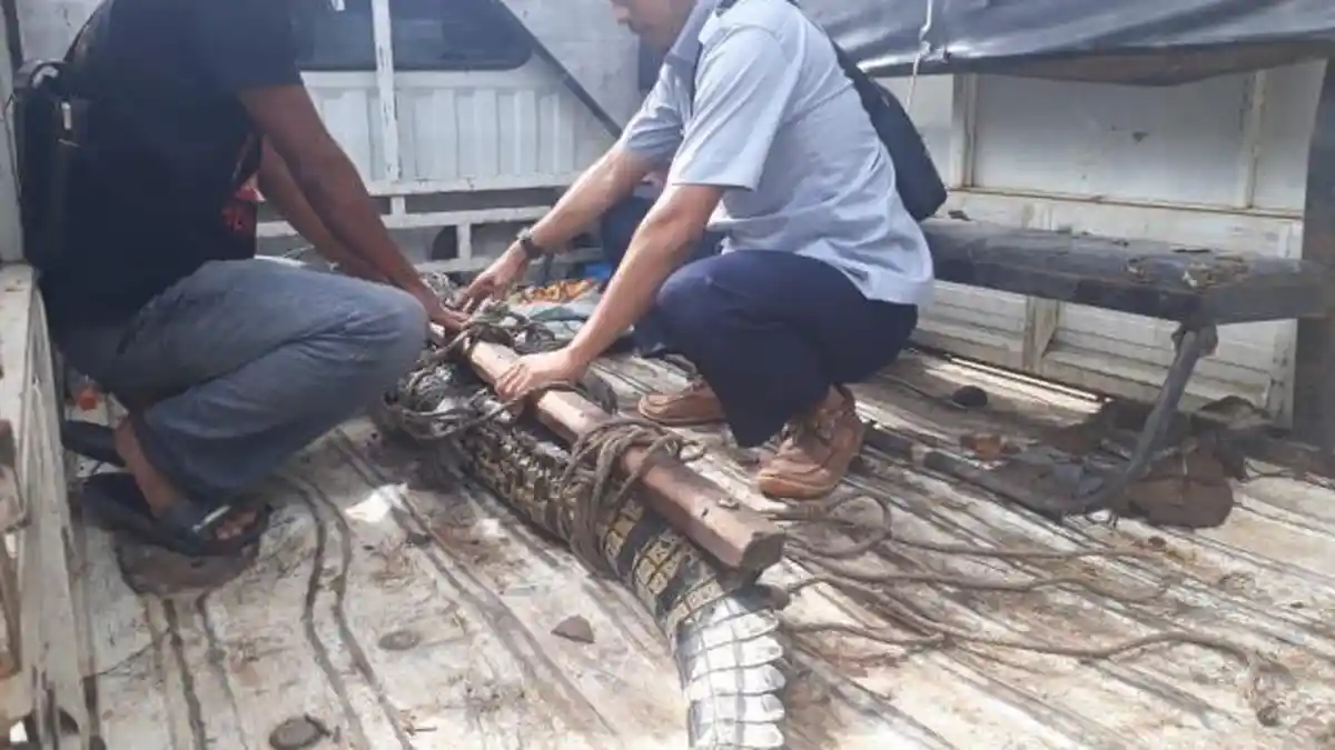 Kerusakan Habitat Jadi Pemicu Penyerangan Buaya