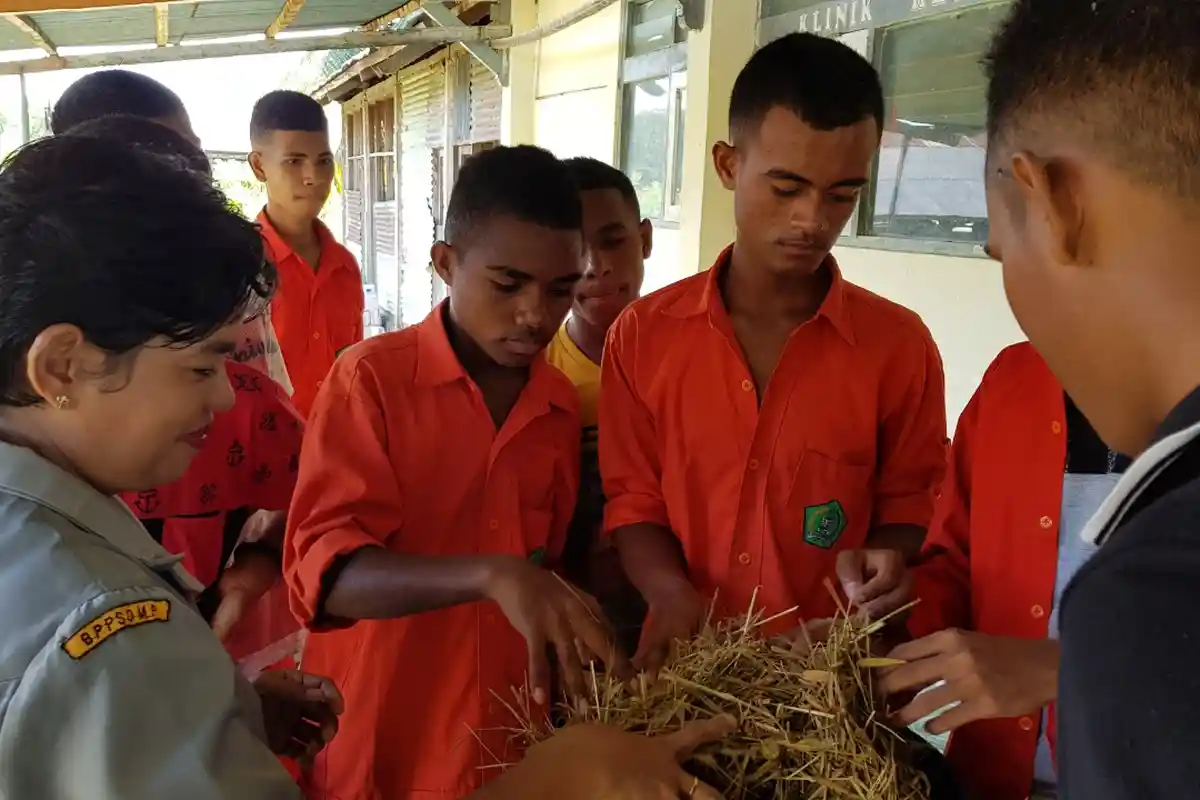 Pasca Praktik, Siswa Lakukan Pemanenan Silase Umur 7 Hari di SMK-PP Negeri Kupang