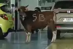 sapi-kurban-kabur-ke-dealer-mobil-Honda-Istana-Banyuwangi.jpg