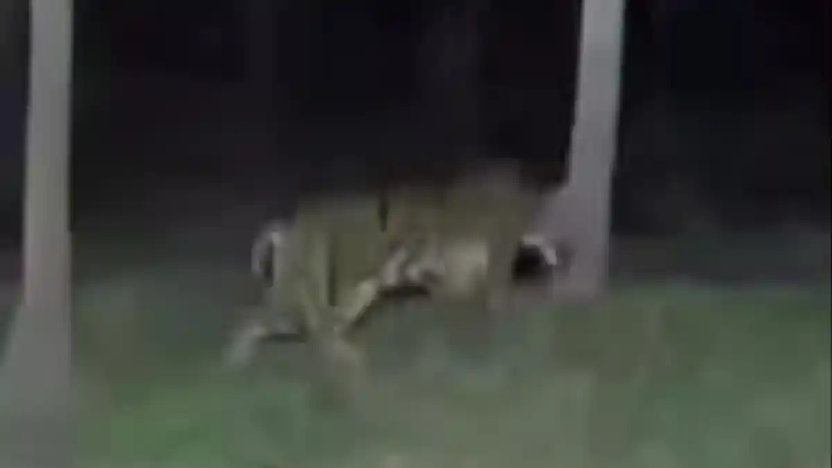 VIRAL Harimau Sumatera Muncul di Solok, Warga Bertemu Langsung lalu Sorot dengan Lampu