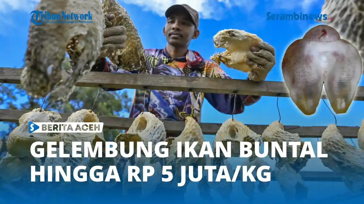 Ikan Buntal Punya Nilai Ekonomis, Gelembungnya Laku Rp 5 Juta/Kg