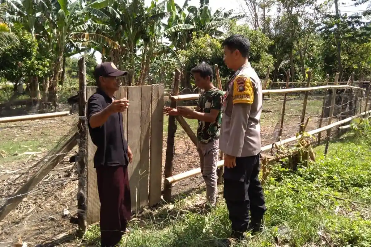 6 Ekor Sapi Milik kepala Dusun Salukaha Mamuju Dicuri, Kerugian Ditaksir Capai Rp40 Juta