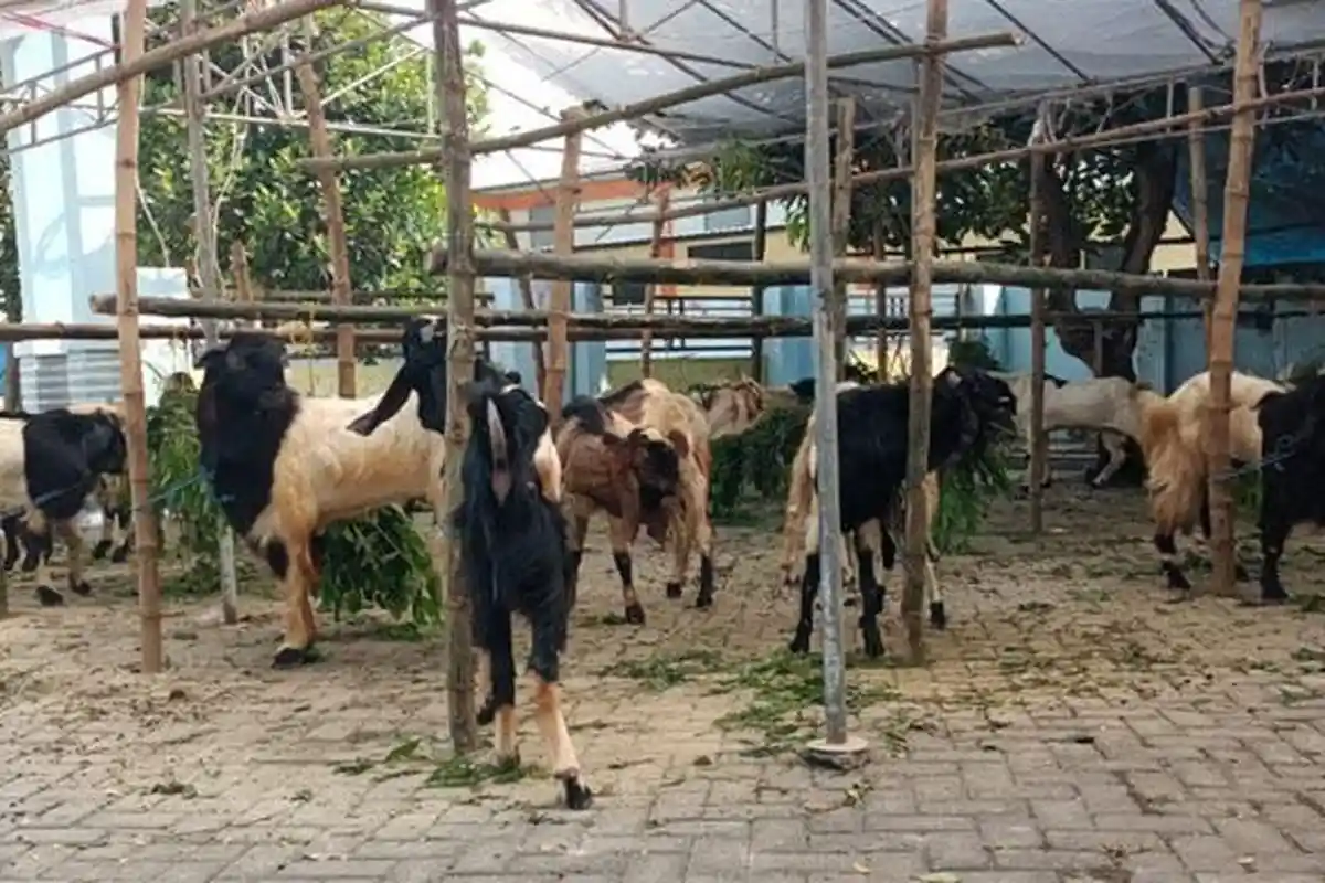Jumlah Lapak Penjual Hewan Kurban di Lamongan Menurun, Disnakeswan Beber Penyebabnya