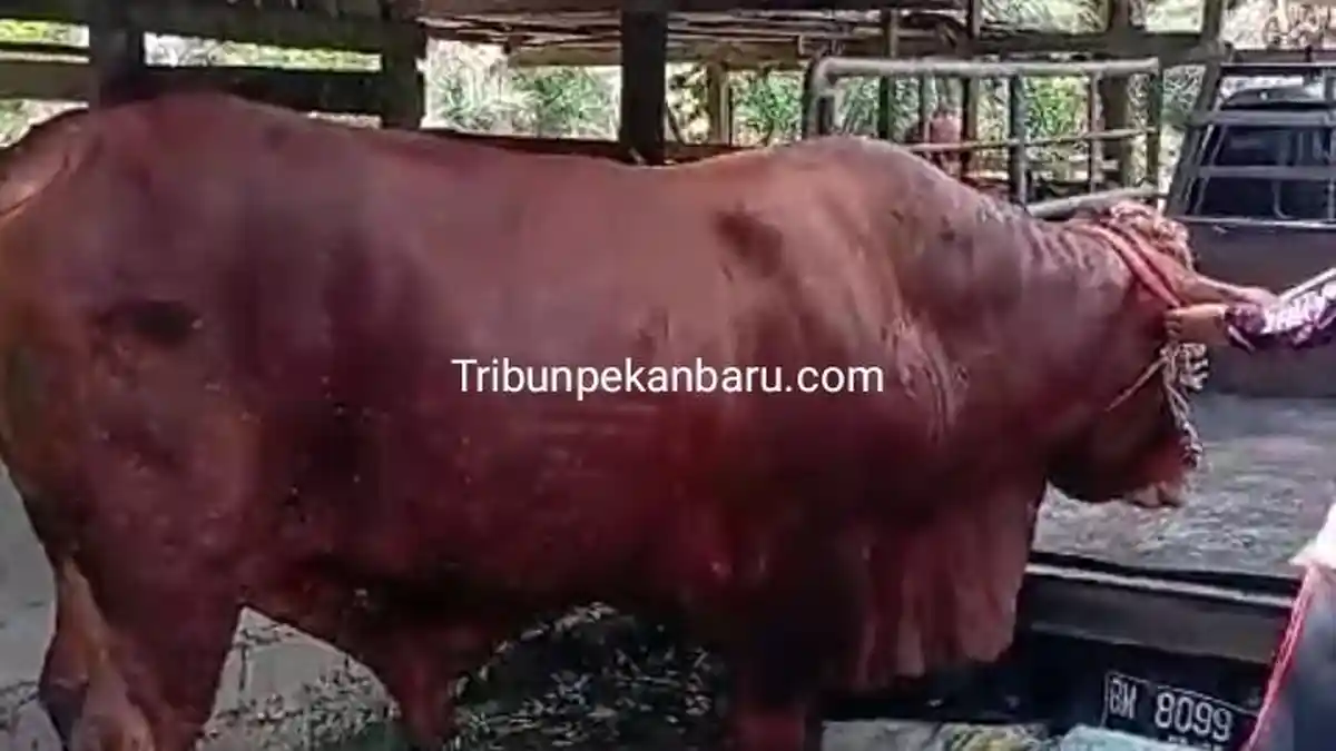Pemilik Ungkap Kebiasaan Unik Bimo, Sapi Kurban Presiden Prabowo di ...