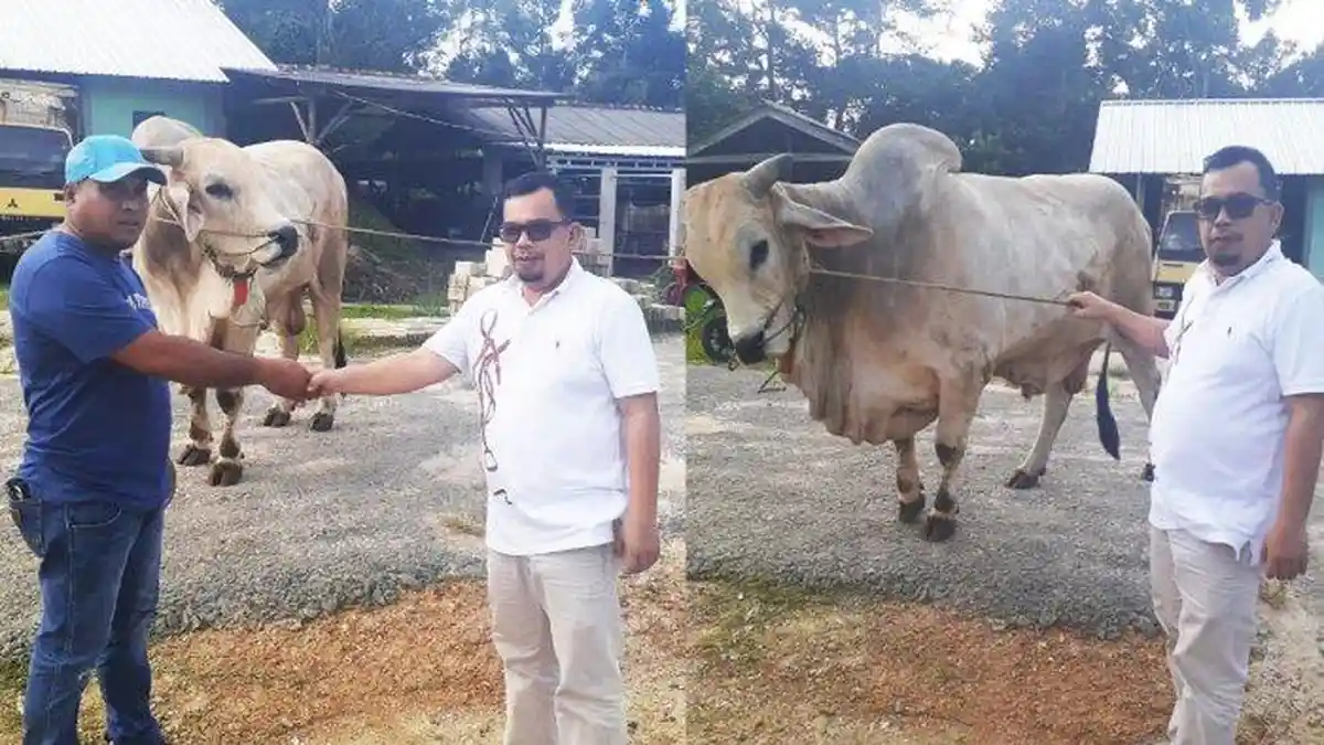 Sambut Idul Adha 1442 H, Tokoh Pemuda Andri Berbagi, Bantu Sapi Untuk Masyarakat Desa Sekar Biru