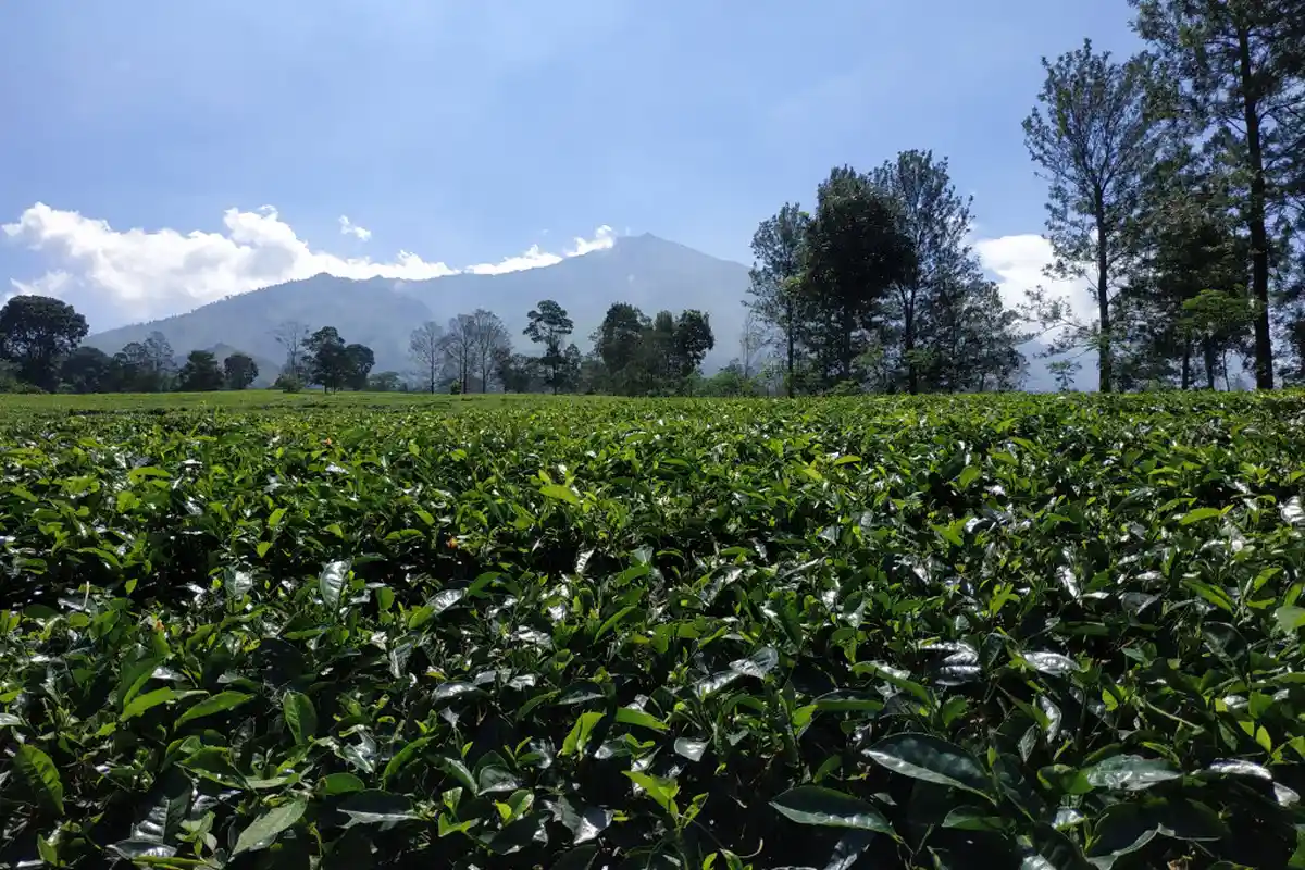 Kebun Teh Wonosari di Lawang, Malang, Gelar WAW Festeaval, 7-8 Desember 2019