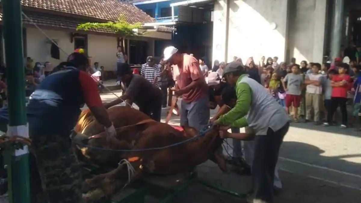 14 Sapi dan 9 Kambing Dikurbankan Pengurus Muhammadiyah Ranting Bae Kudus