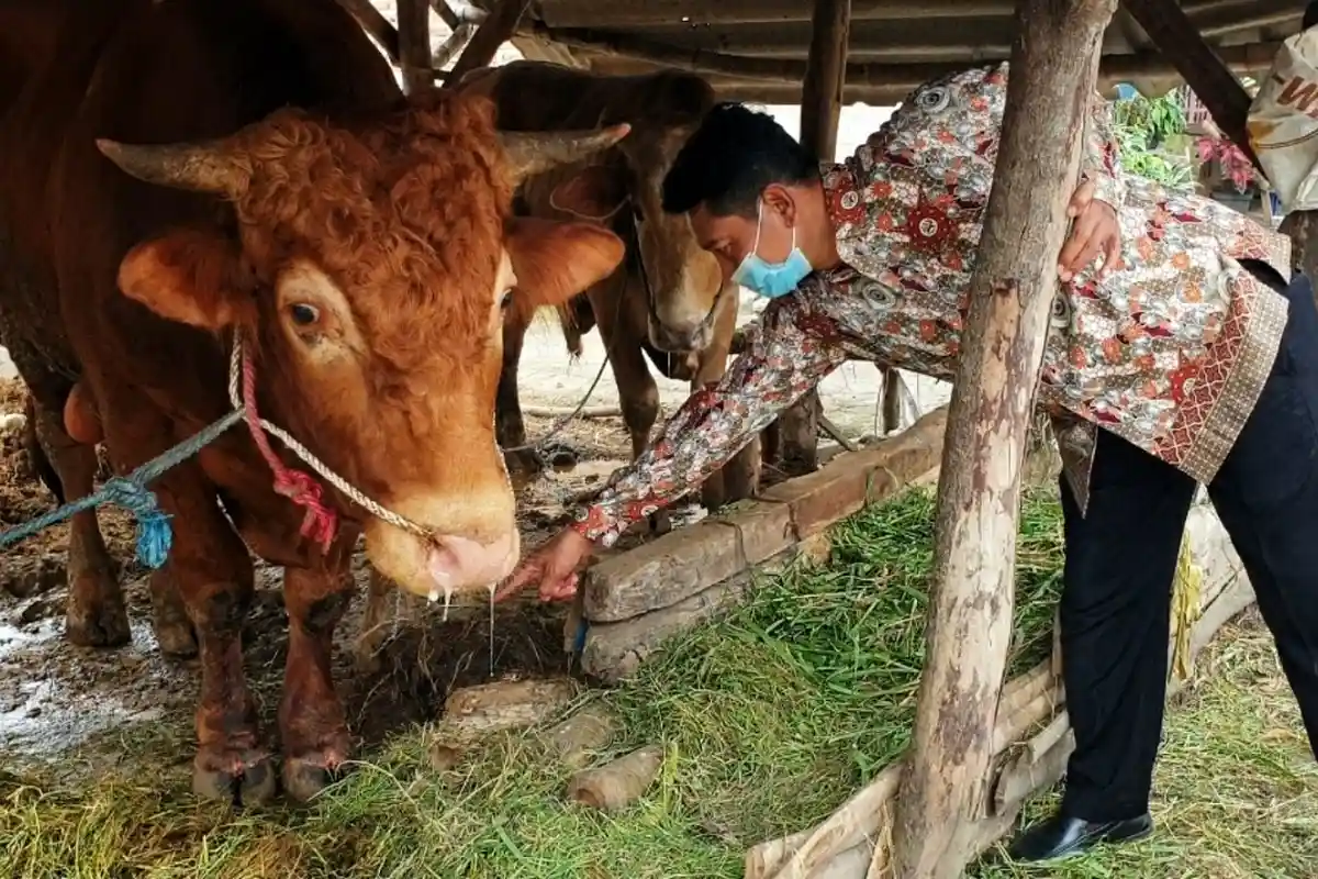 Tiga Sapi di RPH Kota Malang Terpapar Penyakit Mulut dan Kuku, Ini Penanganan Pemkot