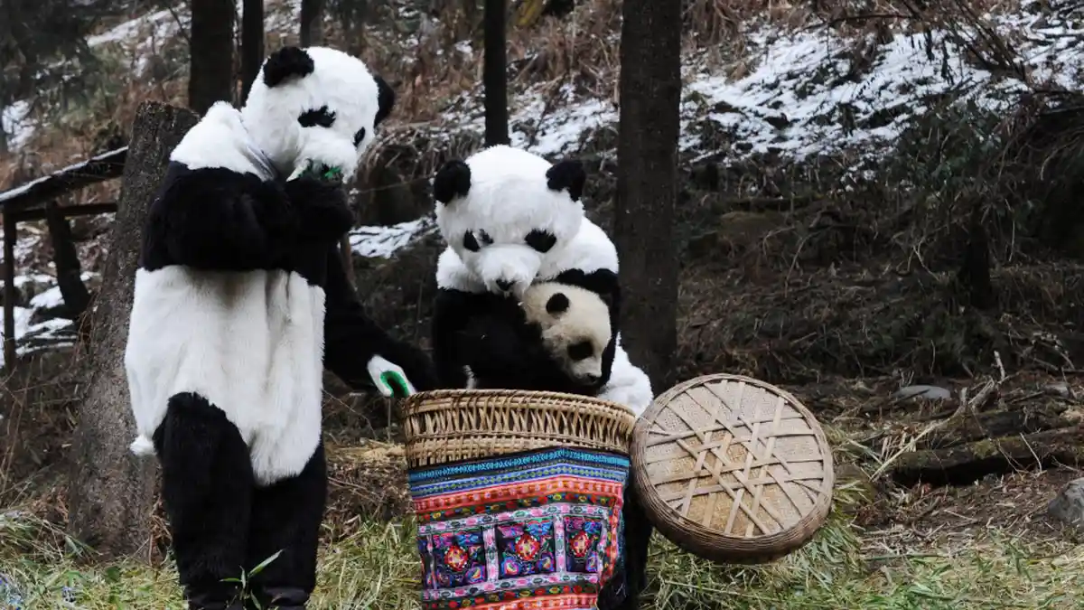 Panda Resmi Tak Lagi Jadi Hewan yang Terancam Punah