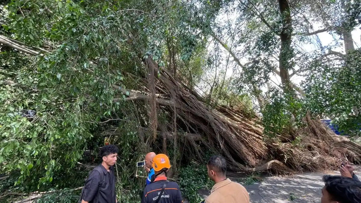 Pohon Beringin di Jalan Merapi Kota Malang Tumbang Menimpa Sepeda Motor dan Warung