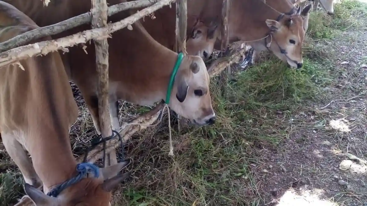 Kisah Si Bejo, Sapi Pilihan Presiden Jokowi yang Kandangnya Dijaga 24 ...