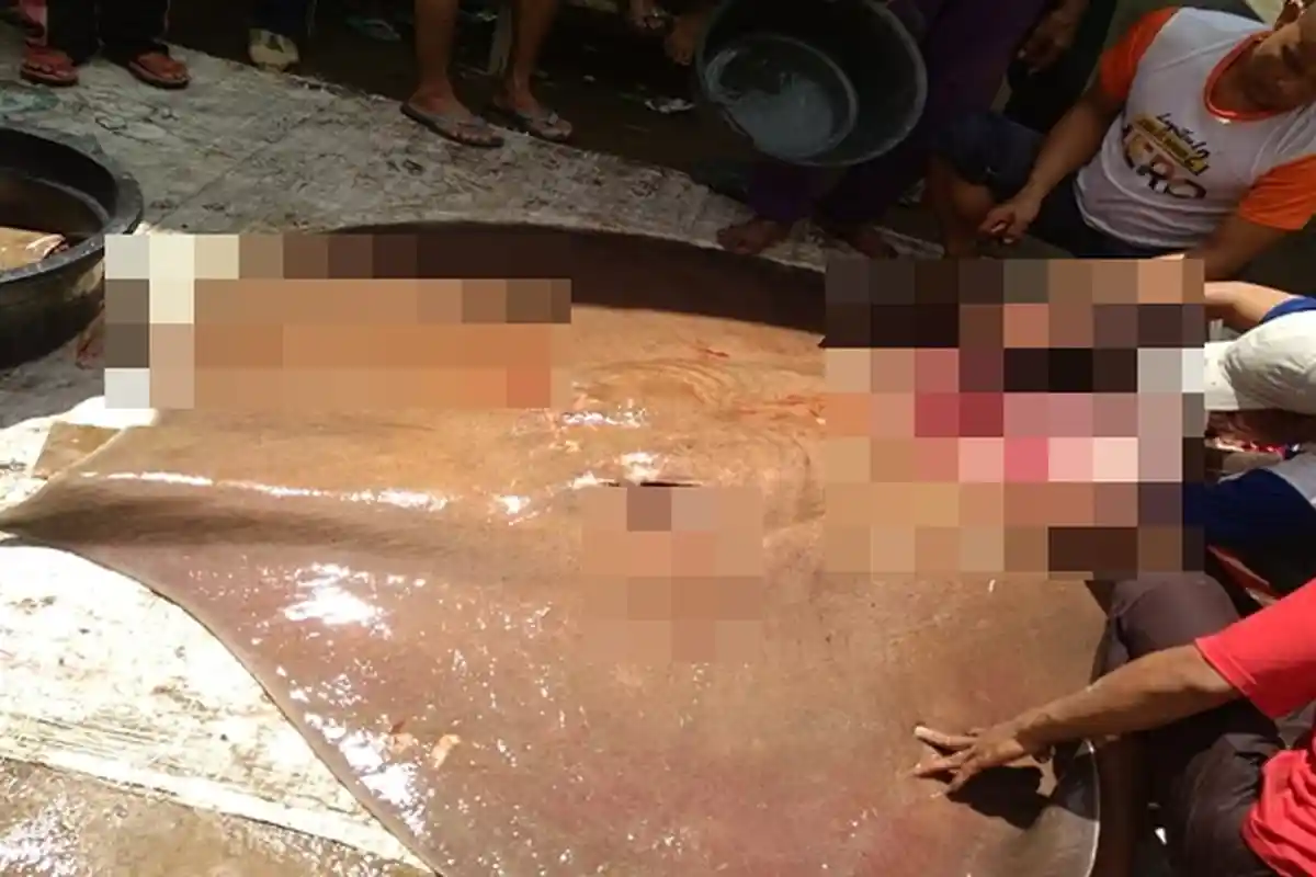 Masyarakat Desa Sedupi PALI Sudah Bunuh Satu Keturunan Ikan Pari, Usianya Diperkirakan ratusan Tahun