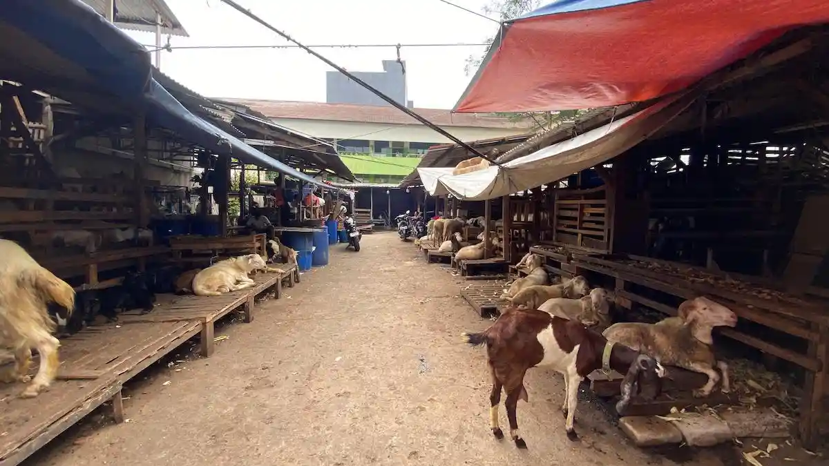 Jelang Iduladha 2026, Harga Sapi di Pasar Kambing Tanah Abang Naik ...