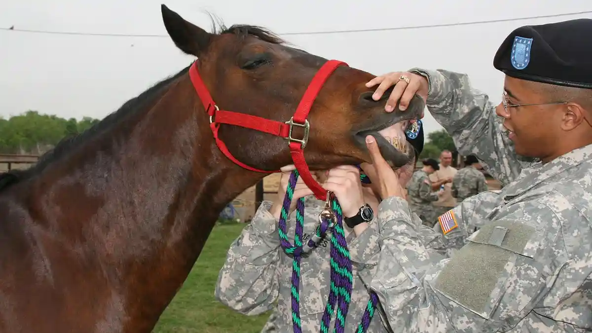 Sapi dan Kuda Bisa Mengalami Flu dan Ingusan, Berikut Penjelasannya