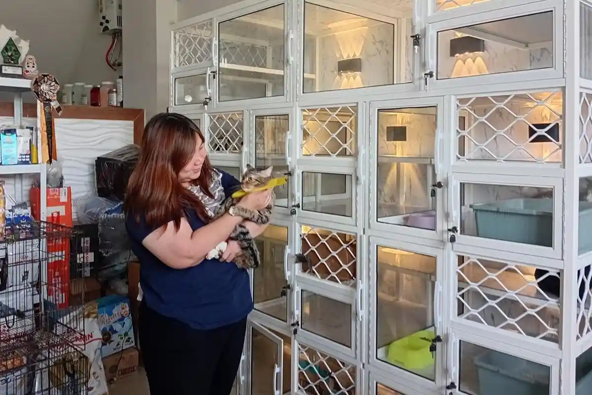 Mudik Tenang, Kucing Aman! Kudus Cat Point Jadi Solusi Pemudik Yang Punya Hewan Peliharaan