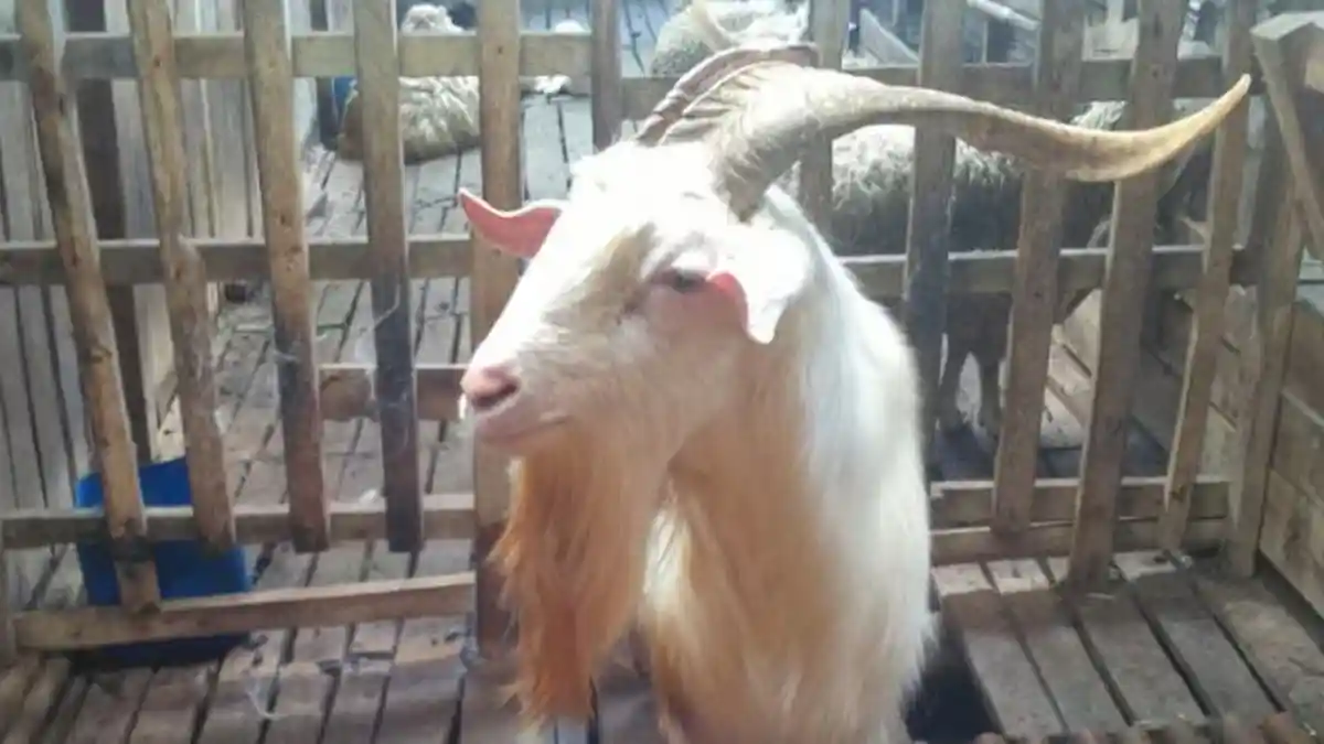 Jelang Idul Adha, Sejumlah Kambing Milik Warga Ciomas Bogor Raib Digondol Maling