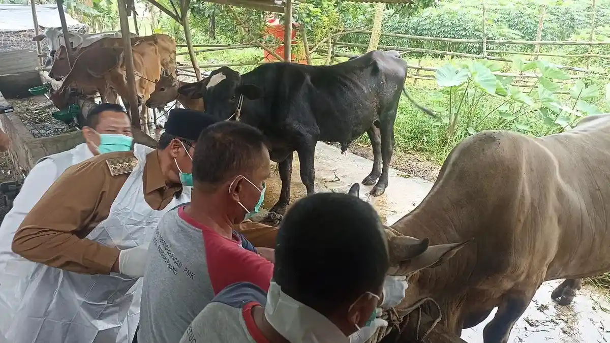 Upaya Perlindungan Hewan Ternak, Pemprov Bangka Belitung Mulai Vaksinasi PMK