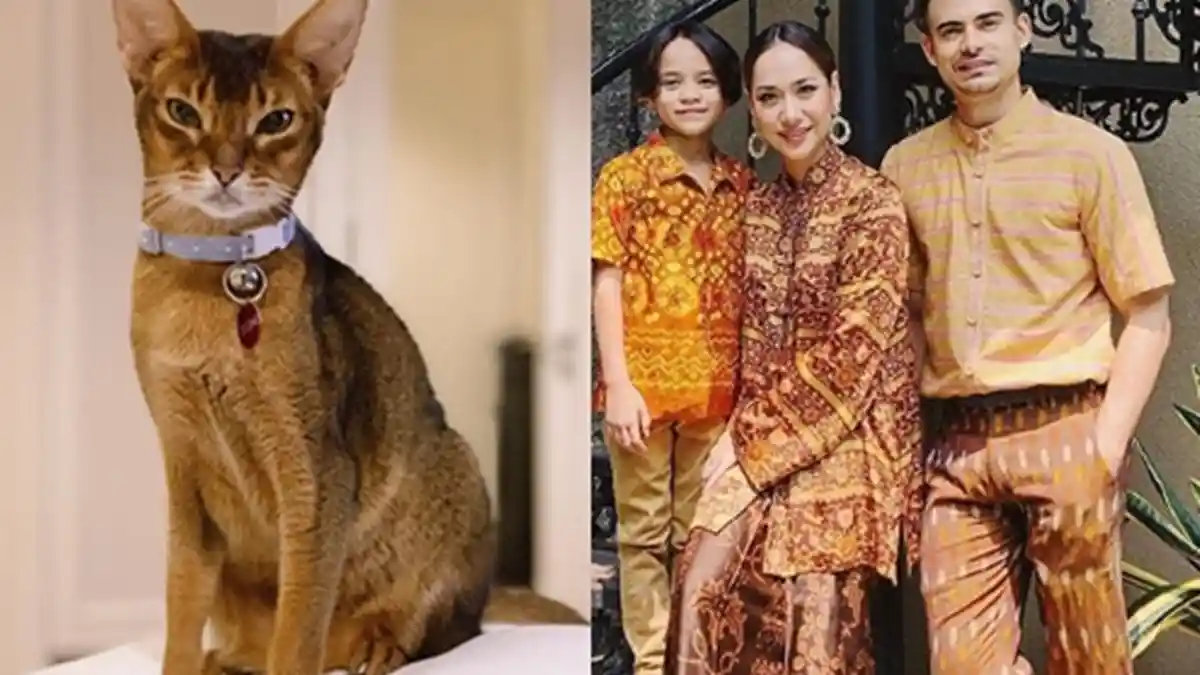 Toni Kucing Kesayangan Mendiang Ashraf Sinclair Mati, Bunga Citra Lestari BCL Tulis Kalimat Haru