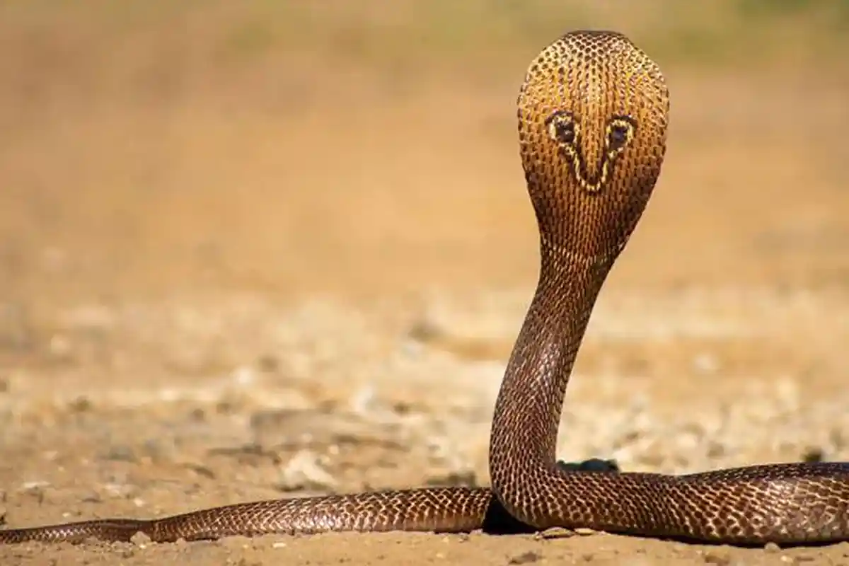 Deretan Arti Mimpi yang Sering Dialami Banyak Orang, Mimpi Kematian hingga Tentang Ular