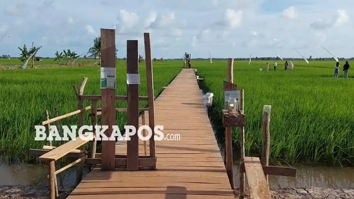 Sawah Viral Hade Desa Rias Basel Jadi Destinasi Baru, Ramai Dikunjungi ...