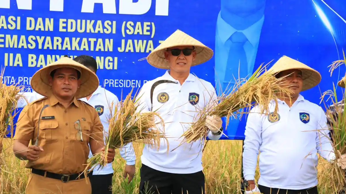 Hasil Kerja Warga Binaan, Lapas Banyuwangi Panen Padi di Lahan Seluas 2 Hektare 