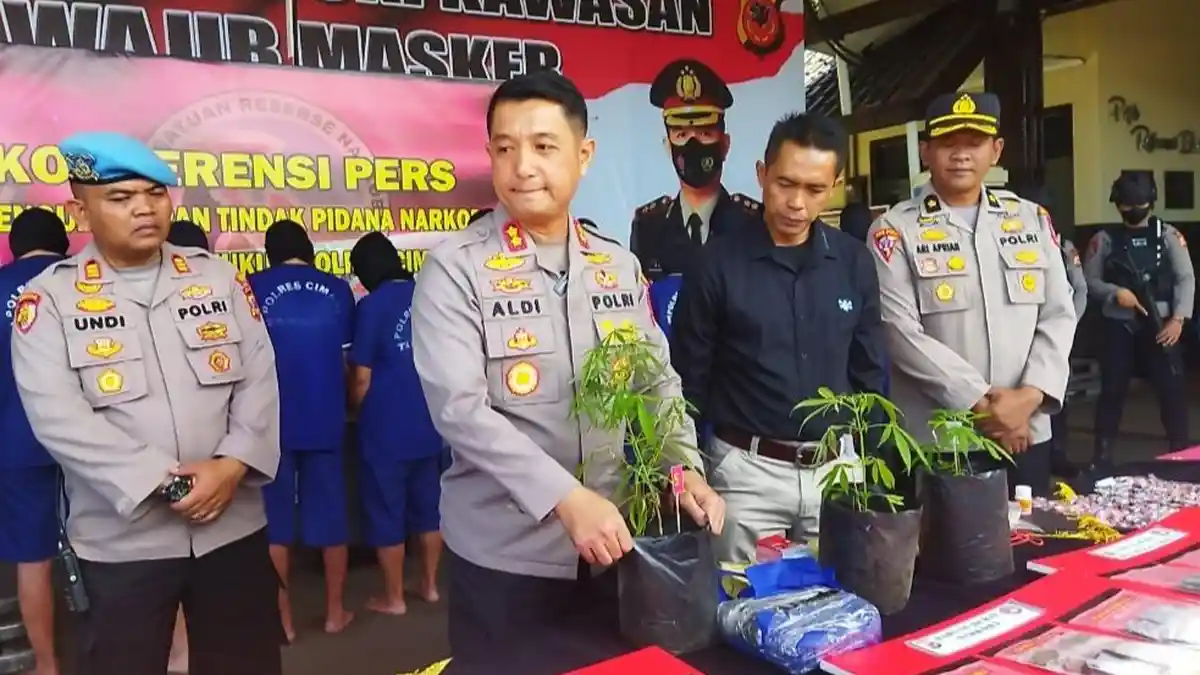 Pria Asal Lembang Ditangkap Polisi Gegara Tanam 7 Pohon Ganja di Rumahnya