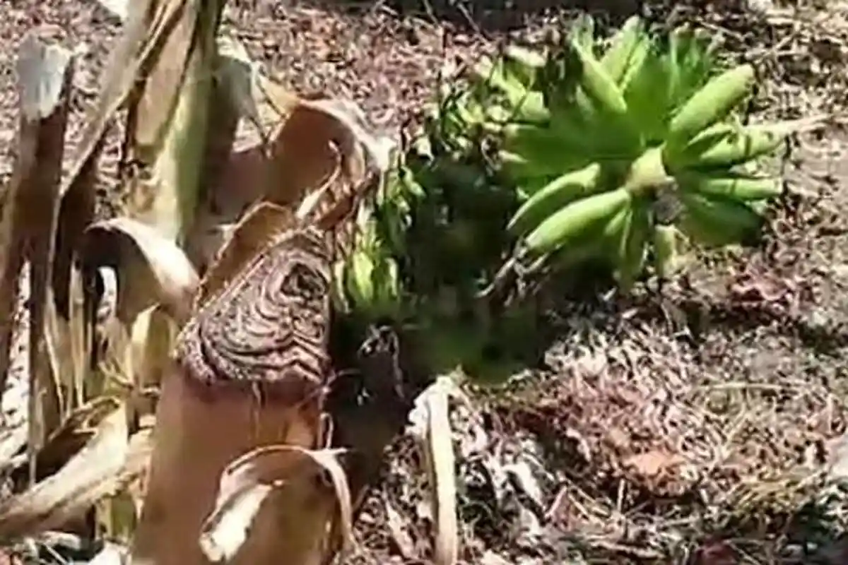 Unik, Tandan Pisang Muncul dari Pohon yang Sudah Ditebang di Botorejo Demak