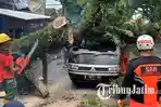 Pohon Tumbang Timpa Pickup hingga Pedagang Es Buah di Malang, Satu Warga Dikabarkan Dilarikan ke RS