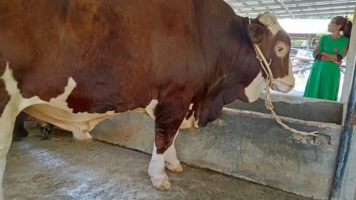 Sapi Kurban Milik Kapolres Indramayu Ini Bobotnya 1,2 Ton, Dilepas Peternak dengan Harga Rp 75 Juta