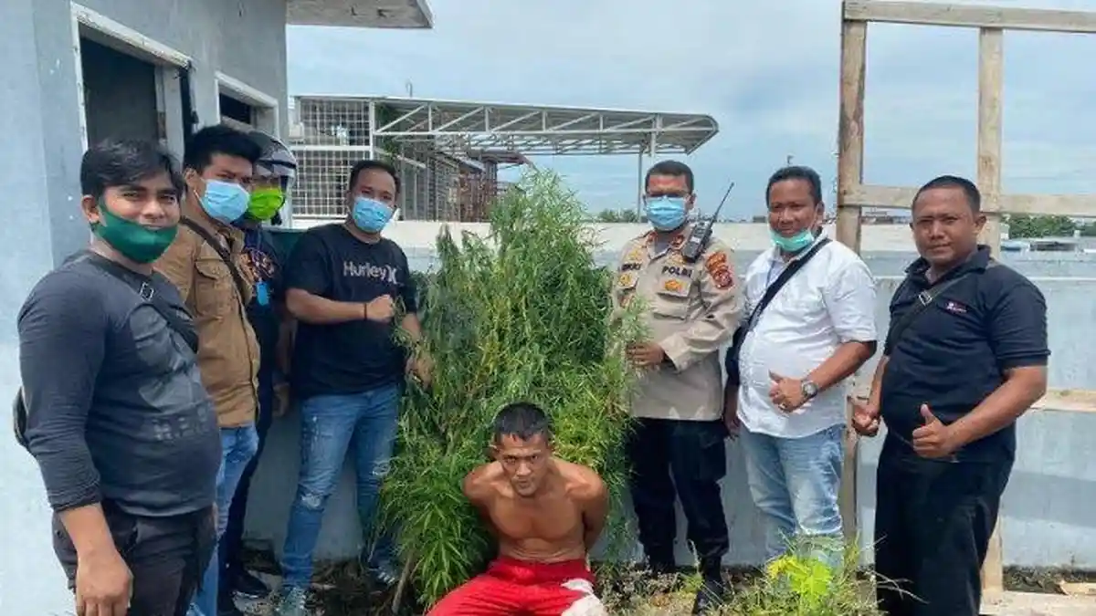 Pengedar Narkoba Tanam Pohon Ganja di Sebuah Town House di Medan