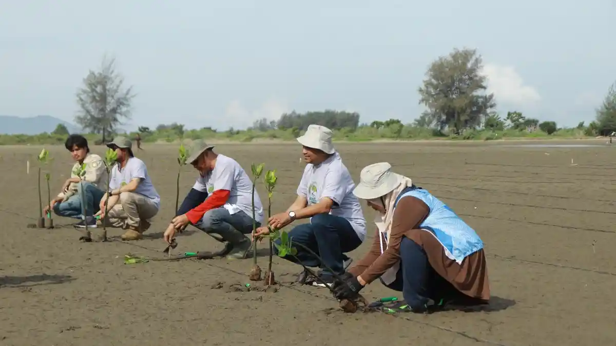 Langkah Kurangi Emisi Karbon, PT Pema dan UKP PA-Leuser USK Tanam 1000 Mangrove