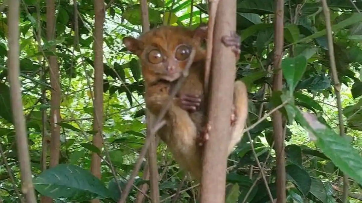 Bisa Ditemukan di Hutan Pelawan Namang, Inilah Mentilin Hewan Langka Endemik Babel