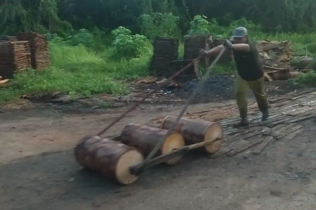 Kisah Hidup Cik Dol Pengolek Sagu di Karimun, Masuk Hutan Sebelum Matahari Terbit Demi Keluarga