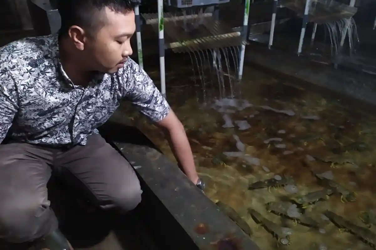 Harga Udang Ketak Anjlok, Pengiriman dari Tanjabbar ke Jakarta Disetop