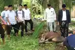 Pemprov-Sulbar-kurban-15-ekor-sapi.jpg