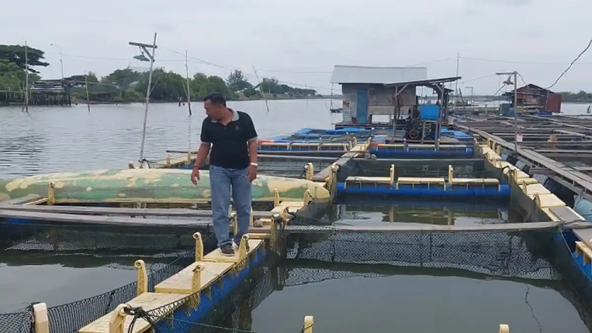 DKP3 Berharap Budidaya Ikan Kerapu Jadi Unggulan di Lhokseumawe