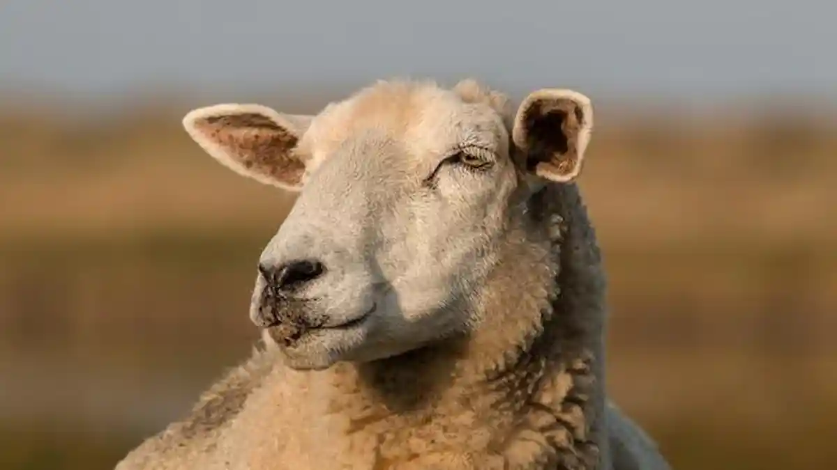 Beda Kambing dan Domba yang Jadi Hewan Kurban Idul Adha, Simak Ciri Fisiknya