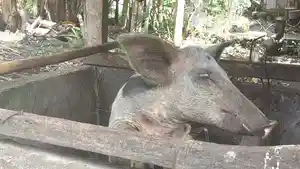Ternak-babi-milik-seorang-warga-di-Kecamatan-Wulanggitang.jpg