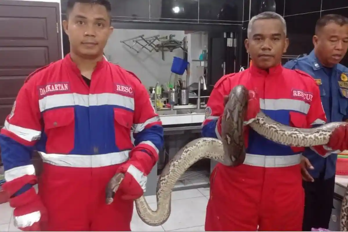 Heboh Ular Piton Sepanjang 3 Meter Masuk ke Rumah Warga di Talang Banjar Jambi